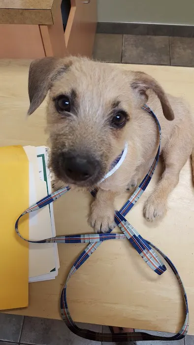 Badger Veterinary Hospital Cambridge Picture 4