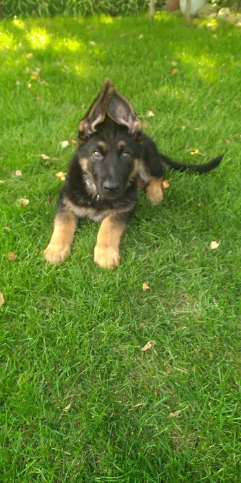 Badger Veterinary Hospital Cambridge Picture 3