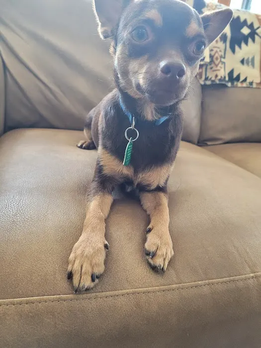 Badger Veterinary Hospital Cambridge Picture 2