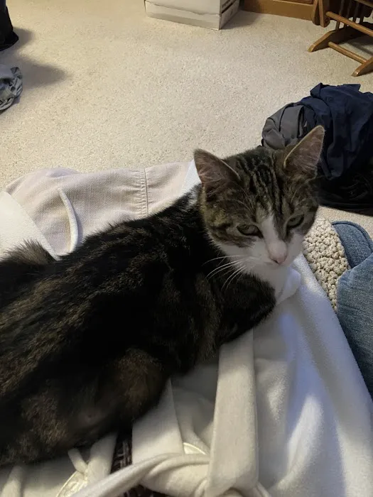 Badger Veterinary Hospital Cambridge Picture 6