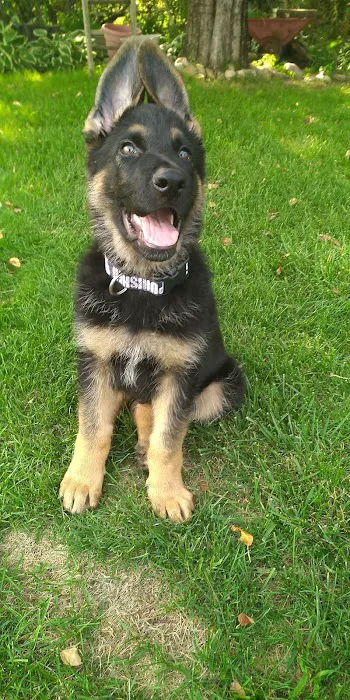 Badger Veterinary Hospital Cambridge Picture 5