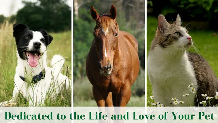 Badger Veterinary Hospital Cambridge Picture 9