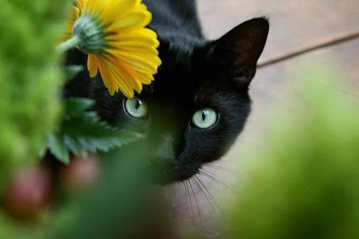 Badger Veterinary Hospital Cambridge Picture 7