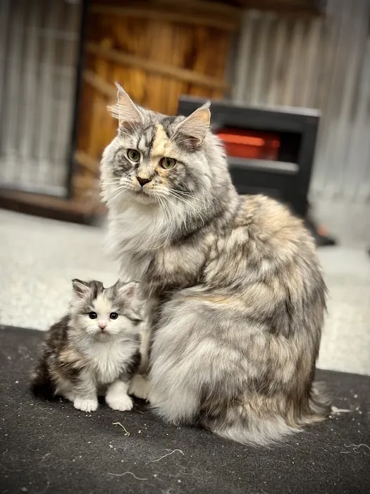 Bella Maine Coons - Wisconsin Picture 2