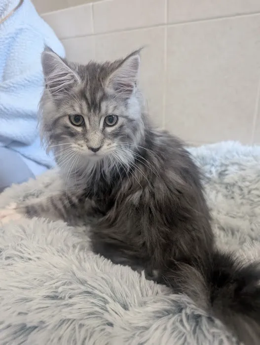 Bella Maine Coons - Wisconsin Picture 1