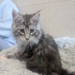 Bella Maine Coons - Wisconsin