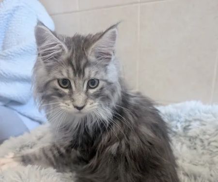 Bella Maine Coons - Wisconsin