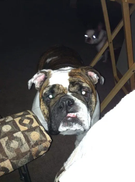 Tyranena Veterinary Clinic Picture 5