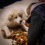 Lake Mills Veterinary Clinic