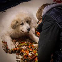 Lake Mills Veterinary Clinic ico