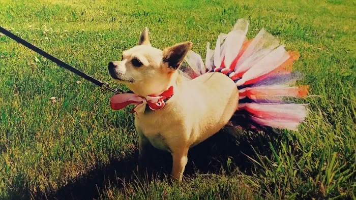 Lake Mills Veterinary Clinic Picture 9