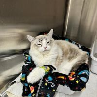 Barbers Hill Animal Hospital ico