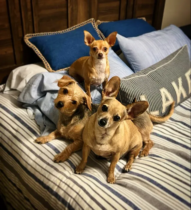 Abshier-Meuth Animal Hospital Picture 2