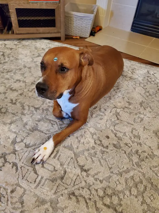 Abshier-Meuth Animal Hospital Picture 5