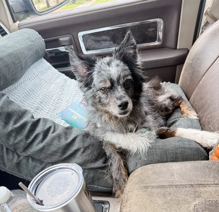 Abshier-Meuth Animal Hospital Picture 6