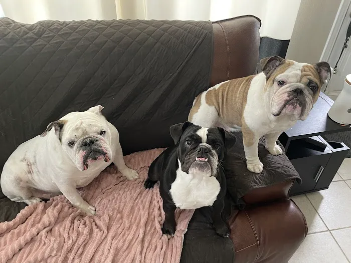 Abshier-Meuth Animal Hospital Picture 4