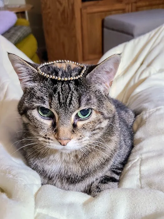 Abshier-Meuth Animal Hospital Picture 7