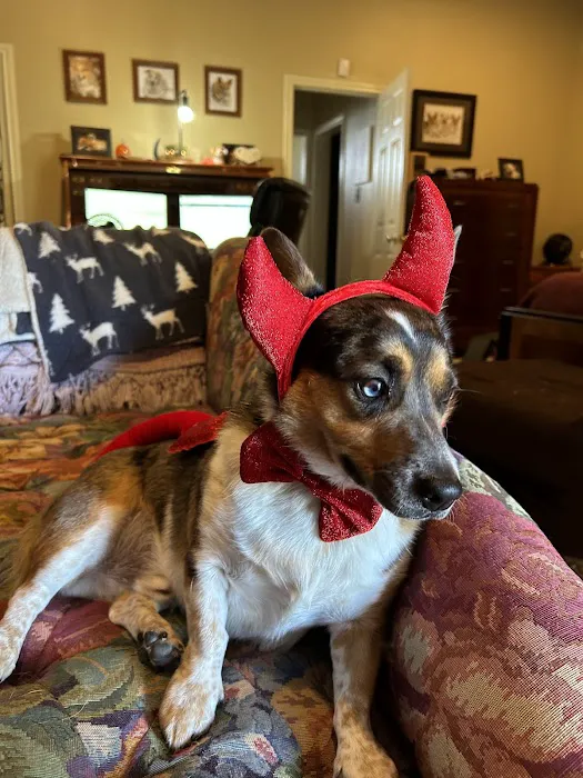 Neighborhood Veterinary Centers - Wallisville Picture 2