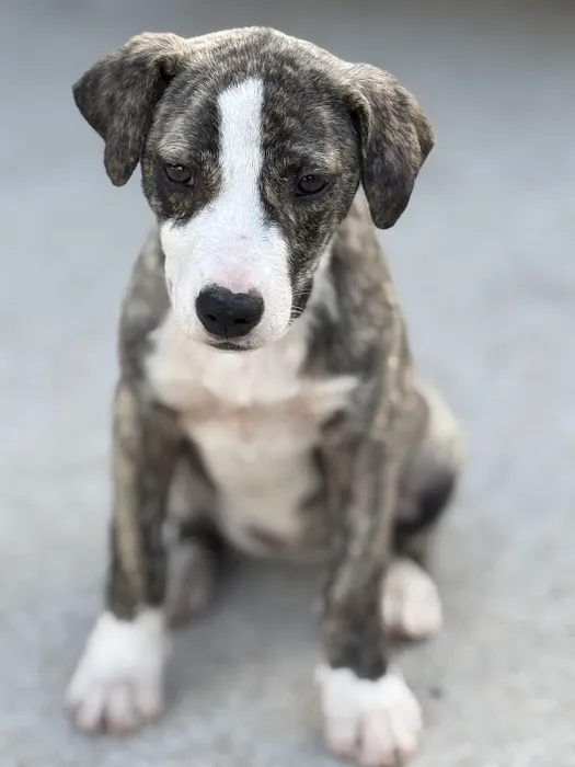 Neighborhood Veterinary Centers - Wallisville Picture 3