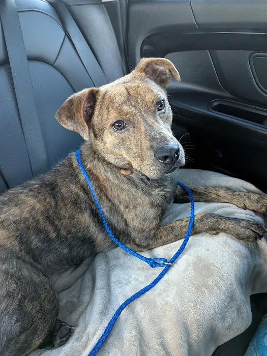 Neighborhood Veterinary Centers - Wallisville Picture 1