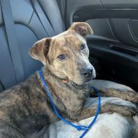 Neighborhood Veterinary Centers - Wallisville ico