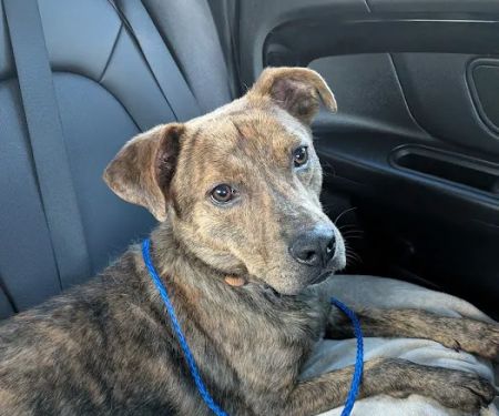 Neighborhood Veterinary Centers - Wallisville