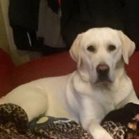 Archer Road Animal Hospital ico