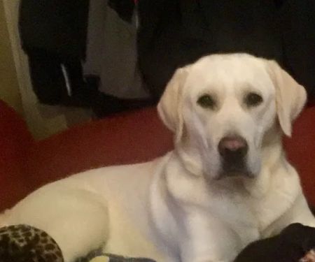 Archer Road Animal Hospital