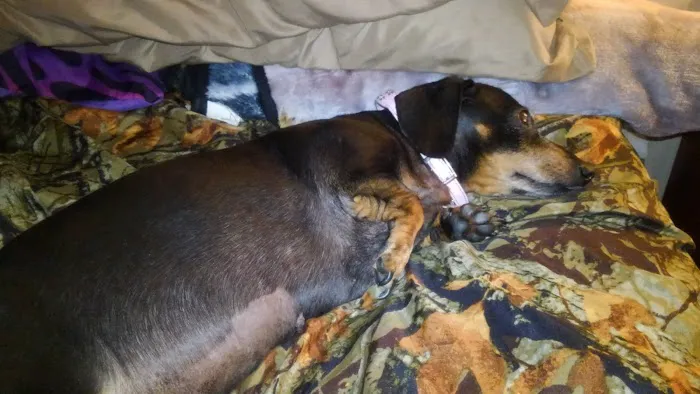 Archer Road Animal Hospital Picture 2