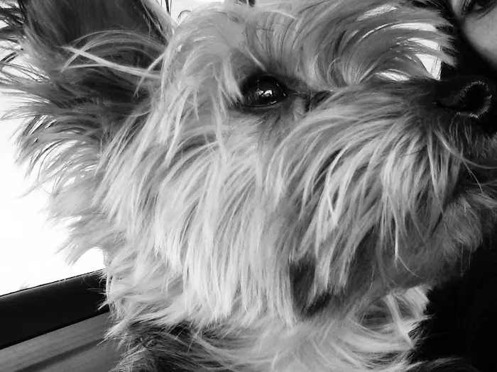 Highlands Animal Clinic Picture 8