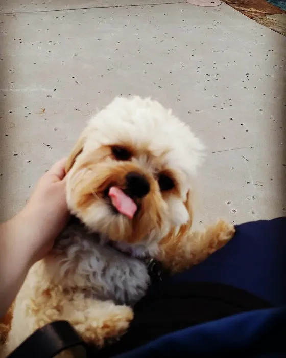 Banfield Pet Hospital Picture 1