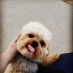 Banfield Pet Hospital