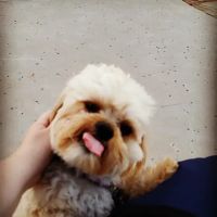 Banfield Pet Hospital ico