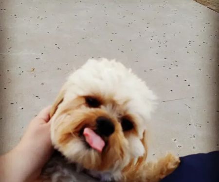 Banfield Pet Hospital