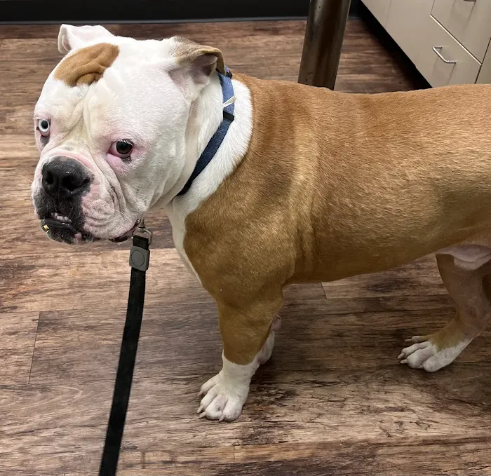 North Channel Animal Hospital Picture 3