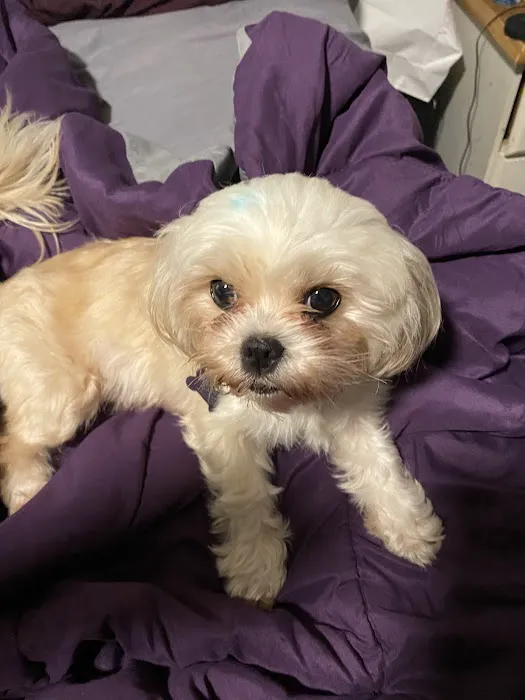 North Channel Animal Hospital Picture 8