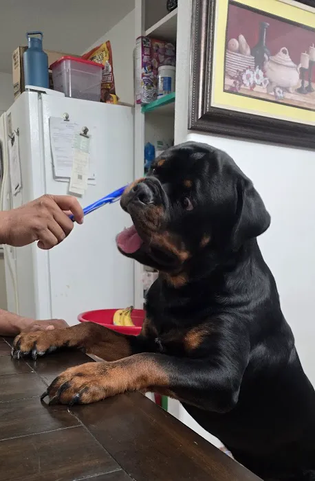 North Channel Animal Hospital Picture 9