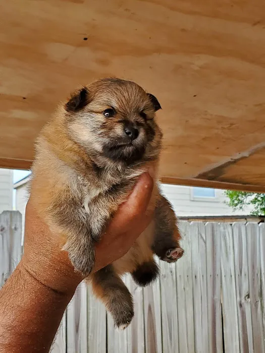 Beltway Animal Hospital PC Picture 3