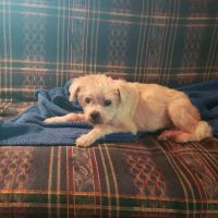 Beltway Animal Hospital PC ico