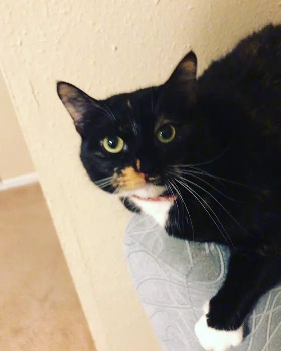 Beltway Animal Hospital PC Picture 5