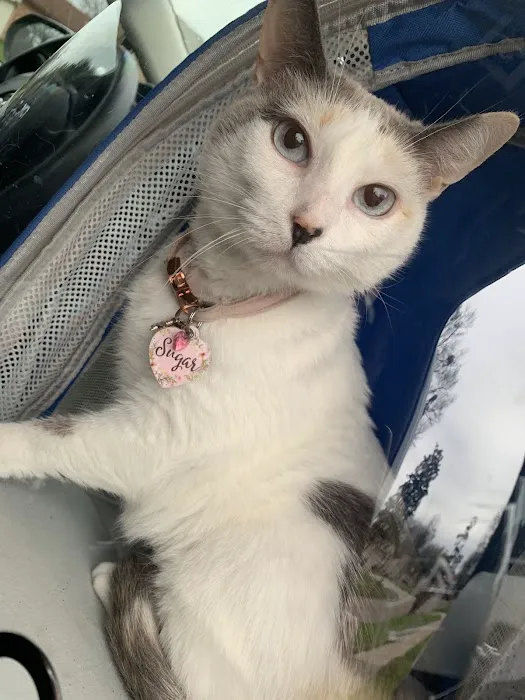 Beltway Animal Hospital PC Picture 6