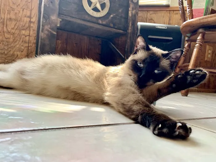 Beltway Animal Hospital PC Picture 8