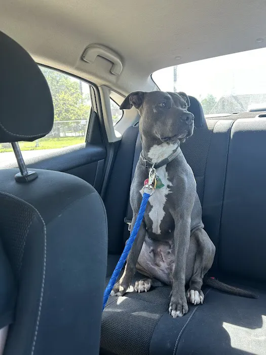 Beltway Animal Hospital PC Picture 4