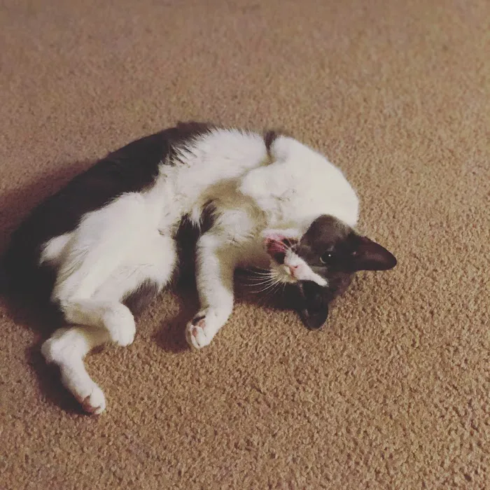 Beltway Animal Hospital PC Picture 9