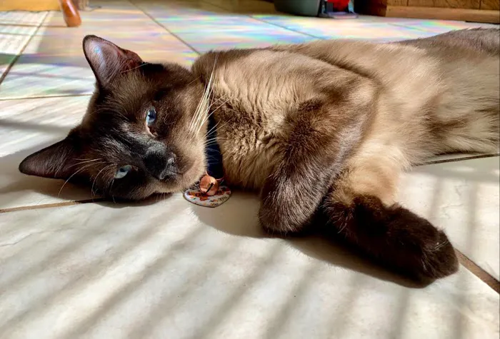 Beltway Animal Hospital PC Picture 10