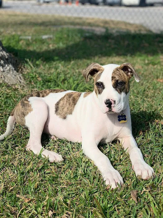 Baytown Animal Hospital Picture 1