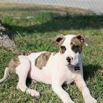 Baytown Animal Hospital