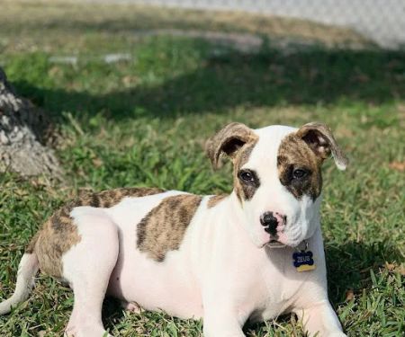 Baytown Animal Hospital