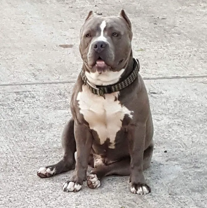 Baytown Animal Hospital Picture 5