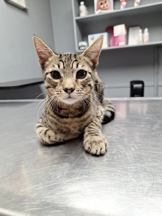 Baytown Animal Hospital Picture 2